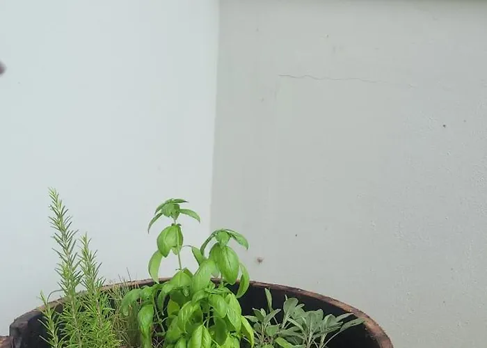 Vista Vigneto Hébergement de vacances *