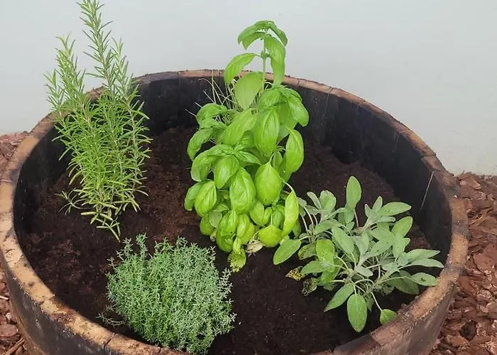 Vista Vigneto * Cortona